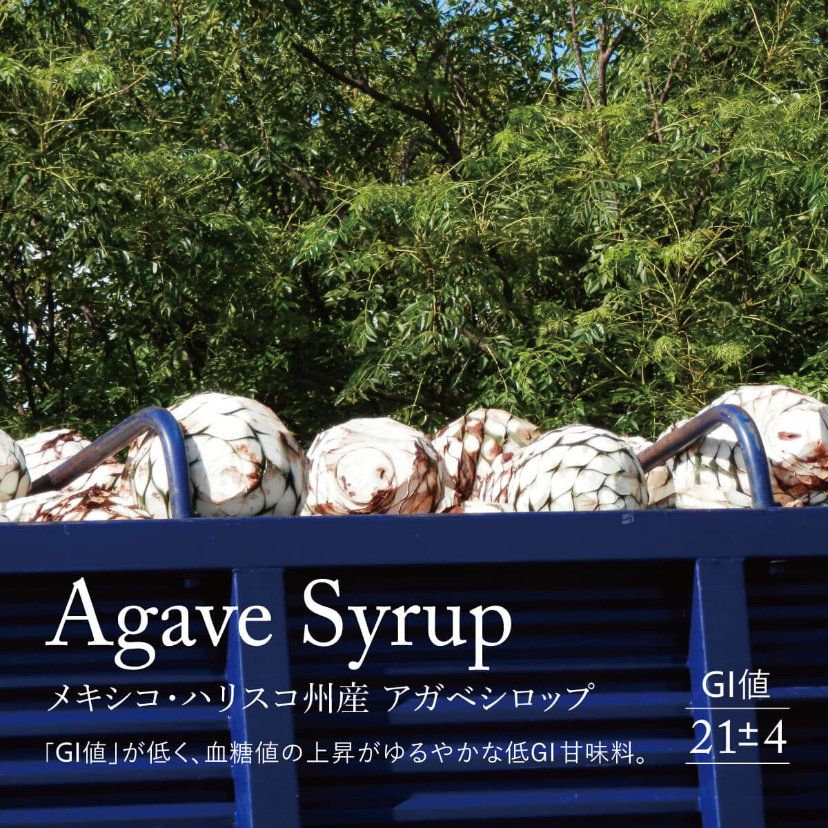 Agave Syrup メキシコ・ハリスコ州産 アガベシロップ。「GI値」が低く、血糖値の上昇がゆるやかな低GI甘味料。GI値 21±4