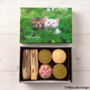 岩合光昭 世界のネコ クッキーアソート「コトラの子供達」